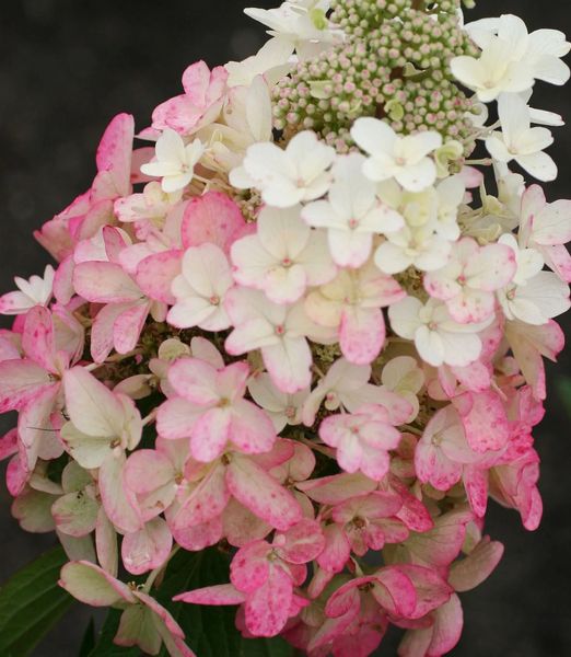 Hydrangea paniculata 'Magical Vesuvio'